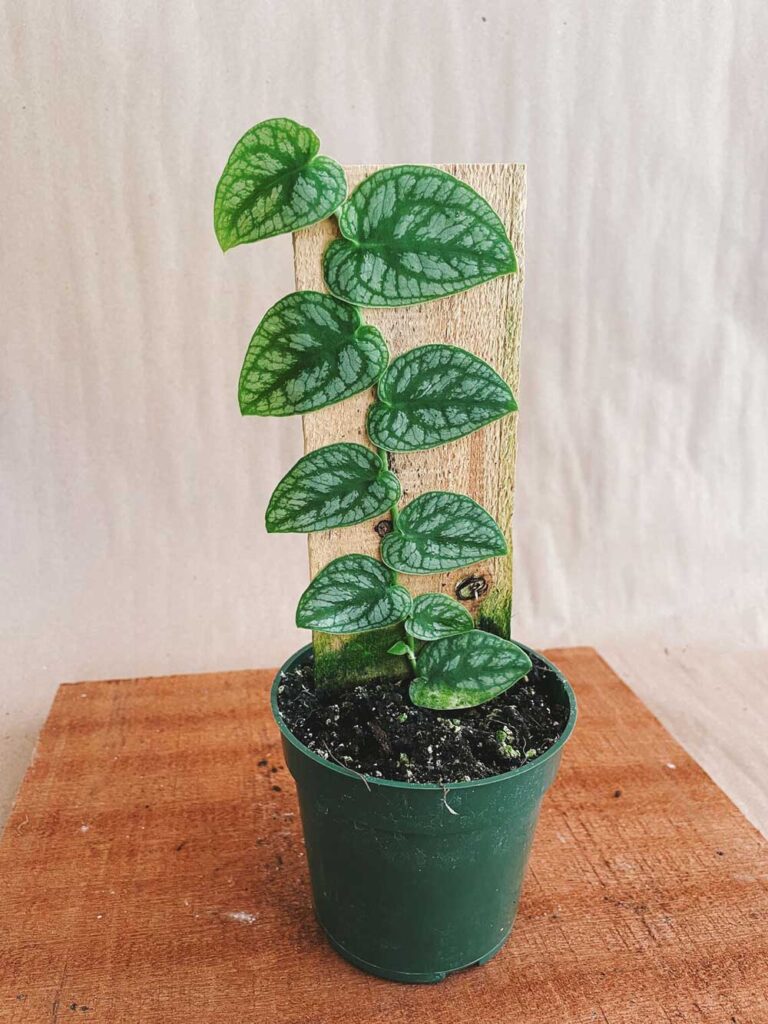 Monstera-Dubia