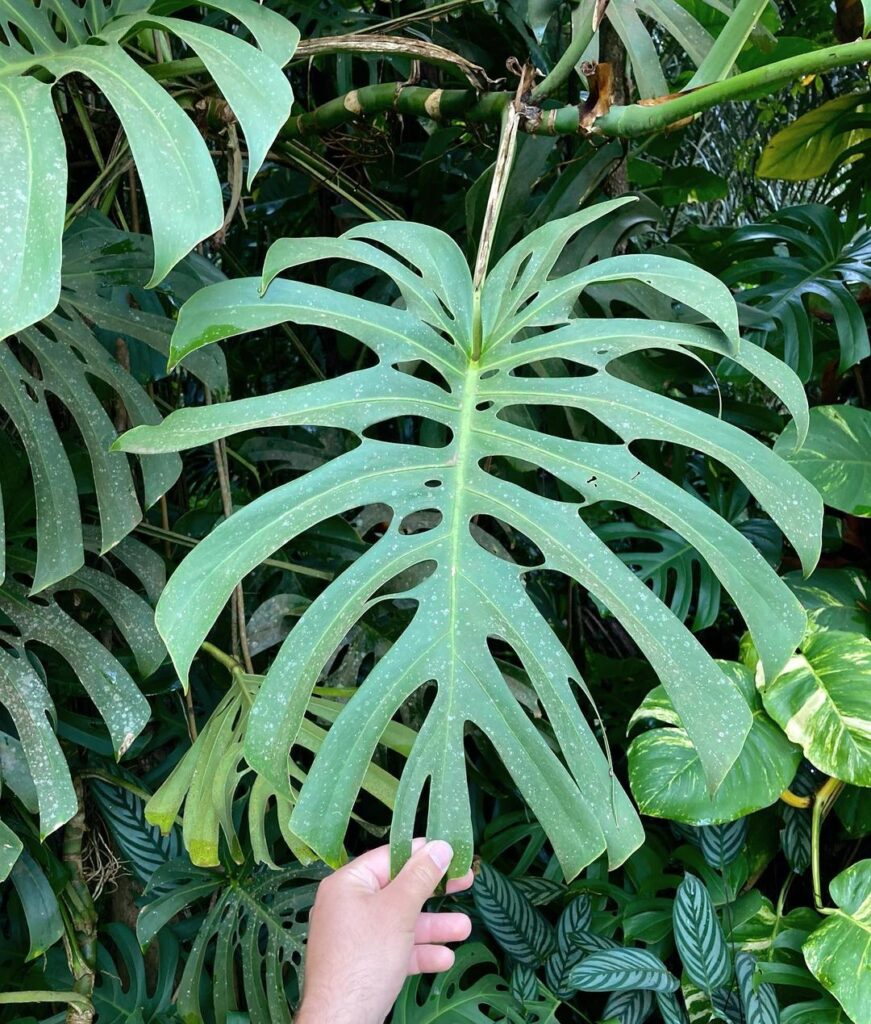 Monstera deliciosa ‘Brazilian Common Form’