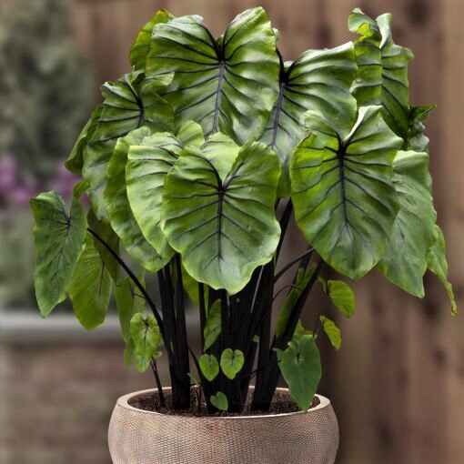 Colocasia Esculenta Pharaoh'Mask - Kla.vn - Lan tỏa màu xanh