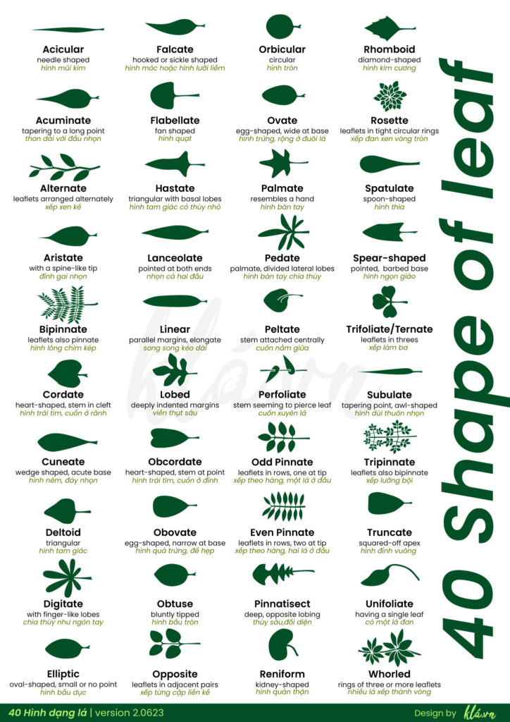 Leaf_morphology-hình-dạng-lá