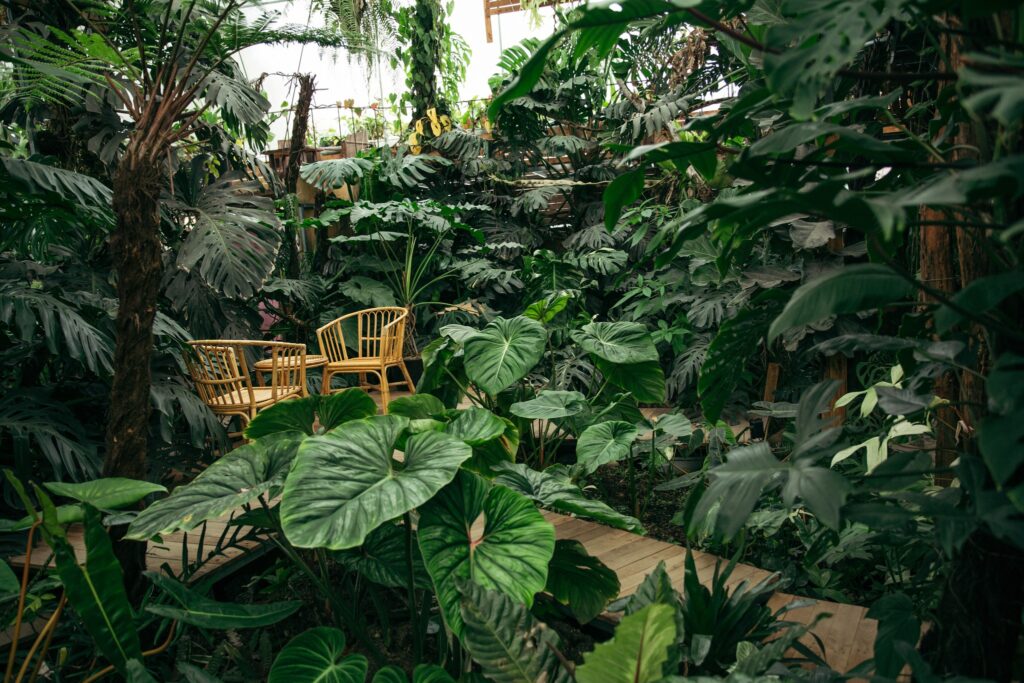 Philodendron Mamei 'Silver Cloud'