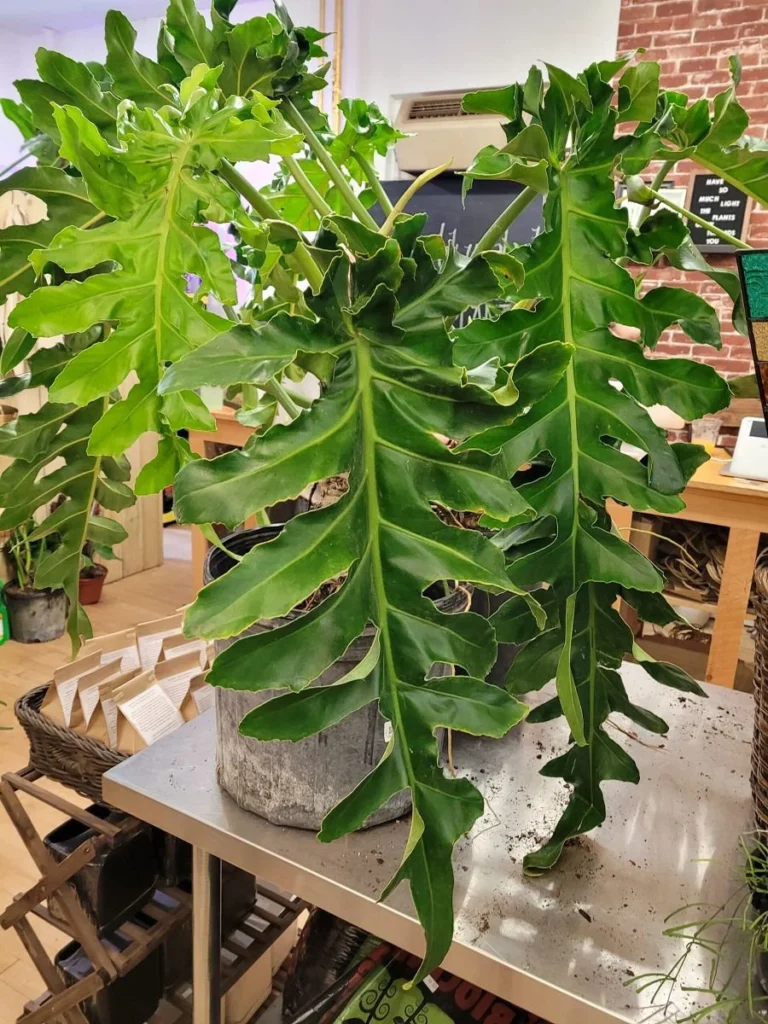 philodendron bobcee