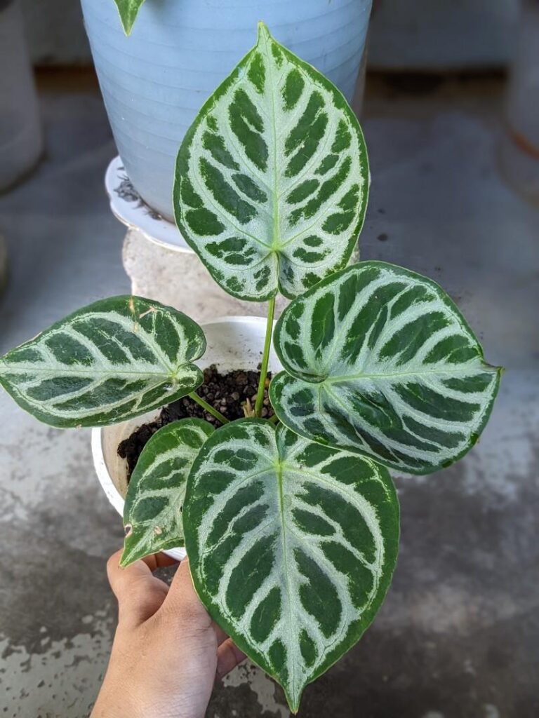 Anthurium dorayaki silver