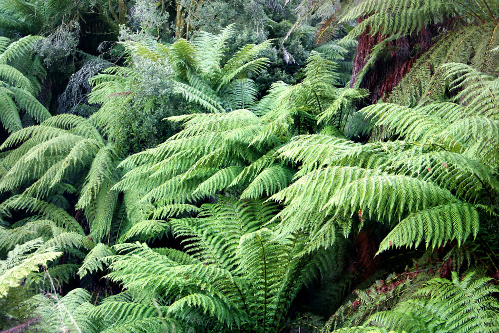 Dương xỉ Nam cực 'Đà điểu' (Dicksonia Antarctica)