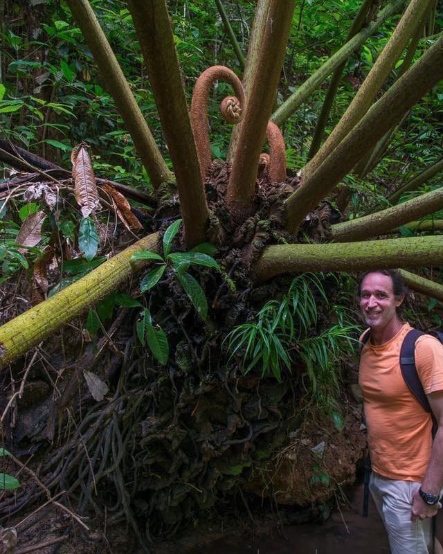 Dương xỉ Vua 'King Fern' (Angiopteris evecta)