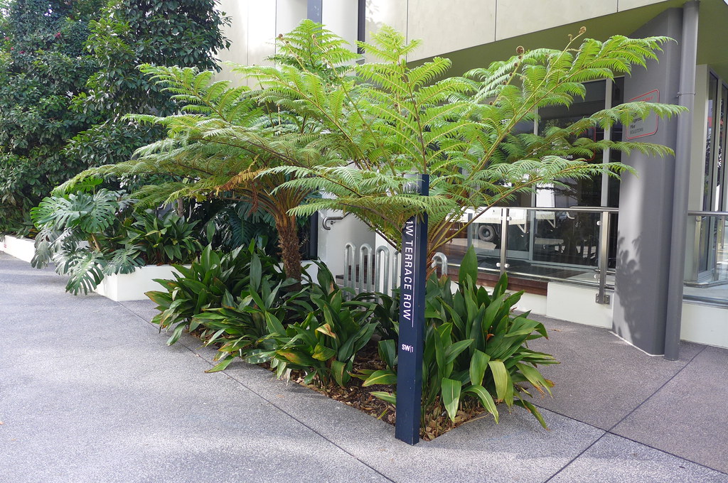 古代シダ（Cyathea Contaminans）