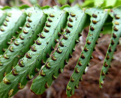 Dương xỉ lá me (Nephrolepis cordifolia)