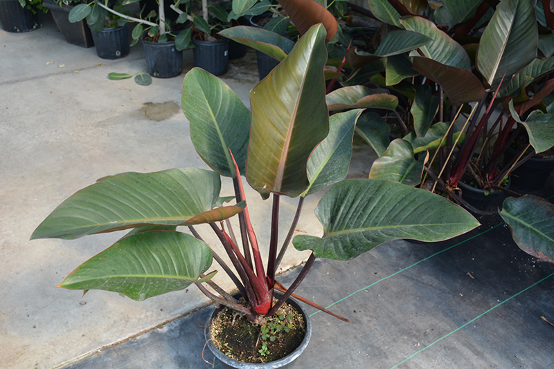 Philodendron Congo