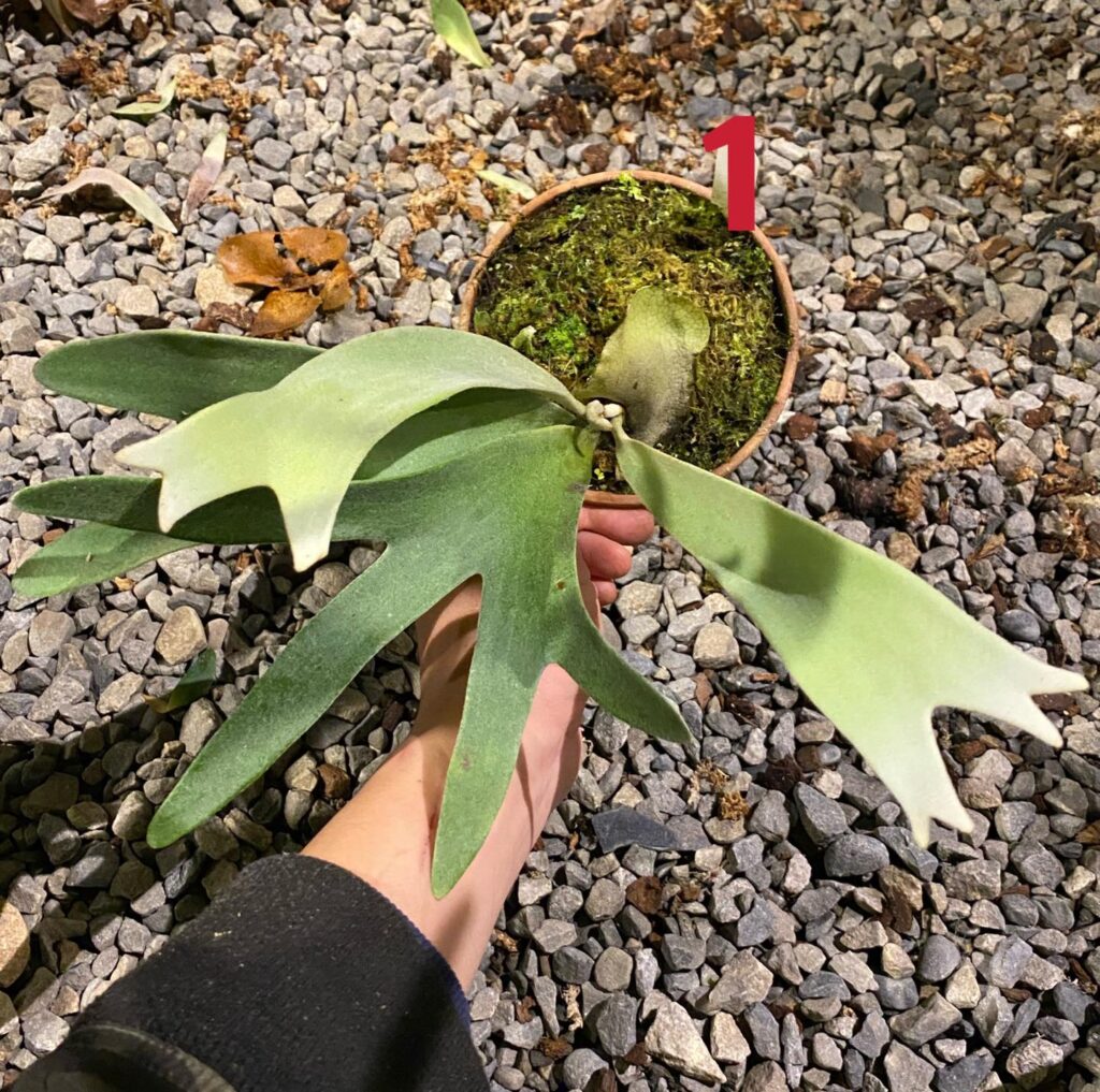 Platycerium Veitchii Silver frond