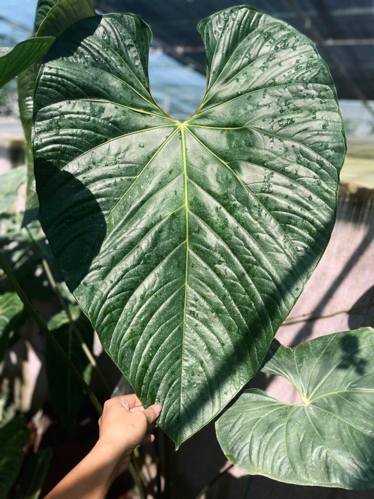 Anthurium Longistrorsum