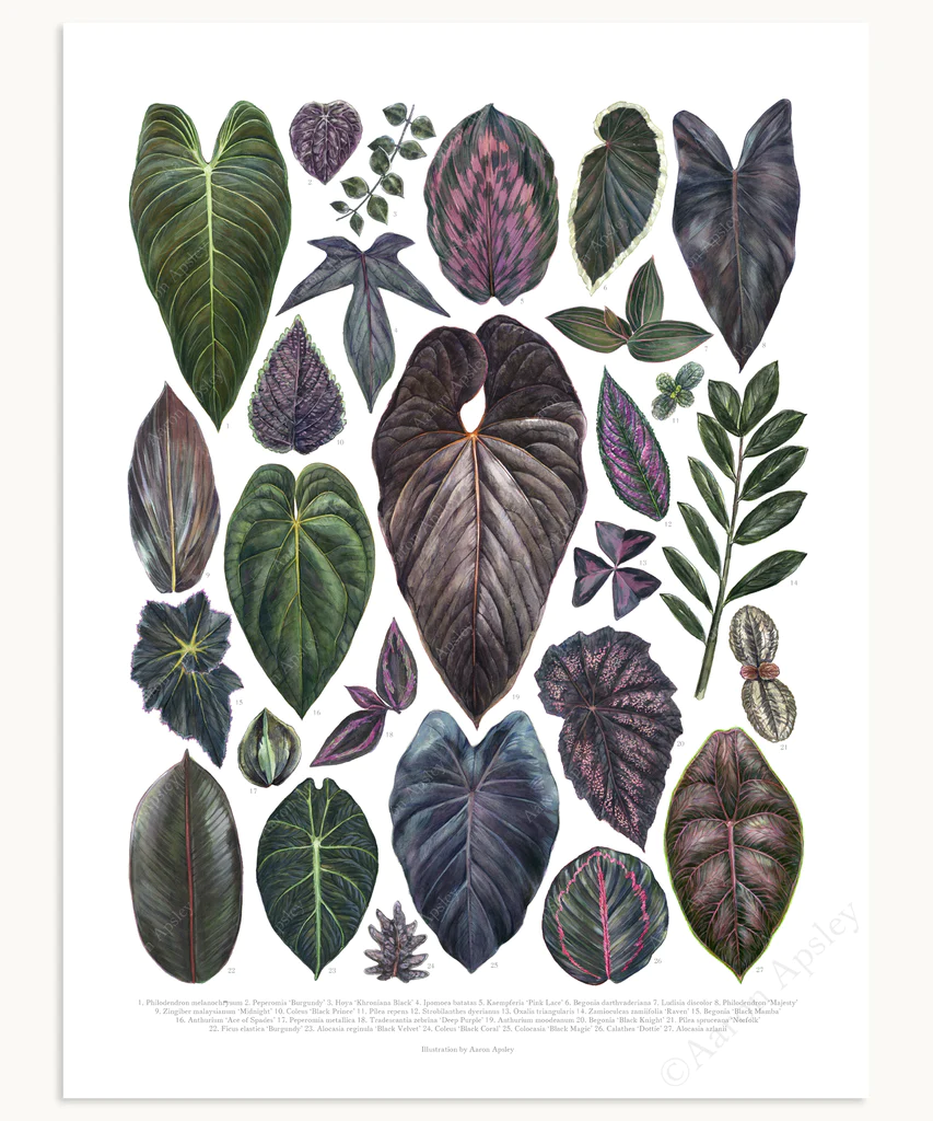 Dark Houseplant Varieties