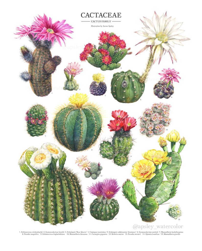 Flowering Cactus Species