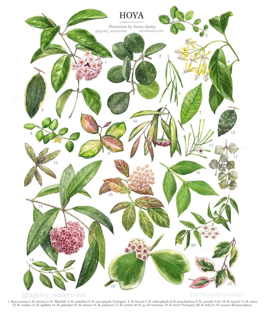 hoya species