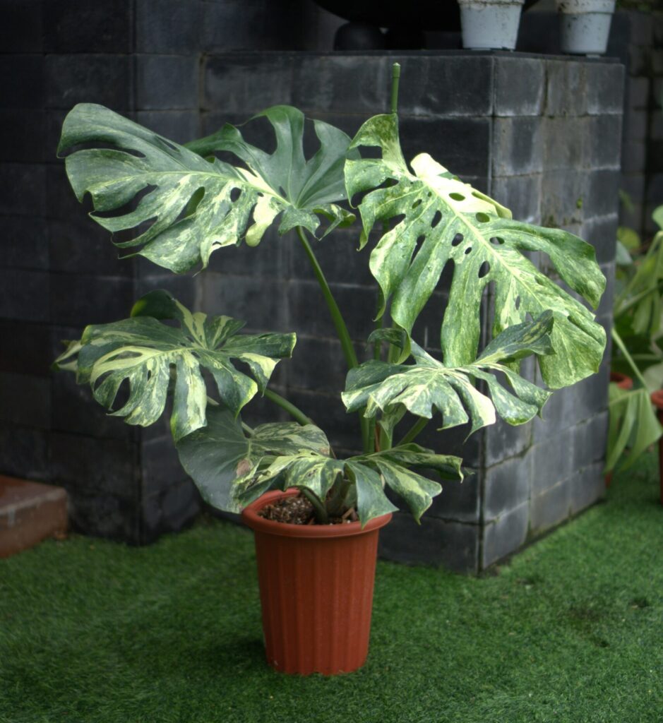 Monstera Deliciosa đột biến