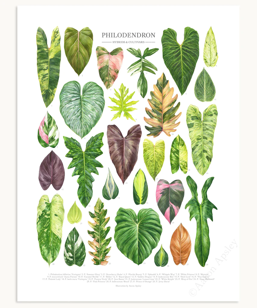 Philodendron Hybrids & Cultivars