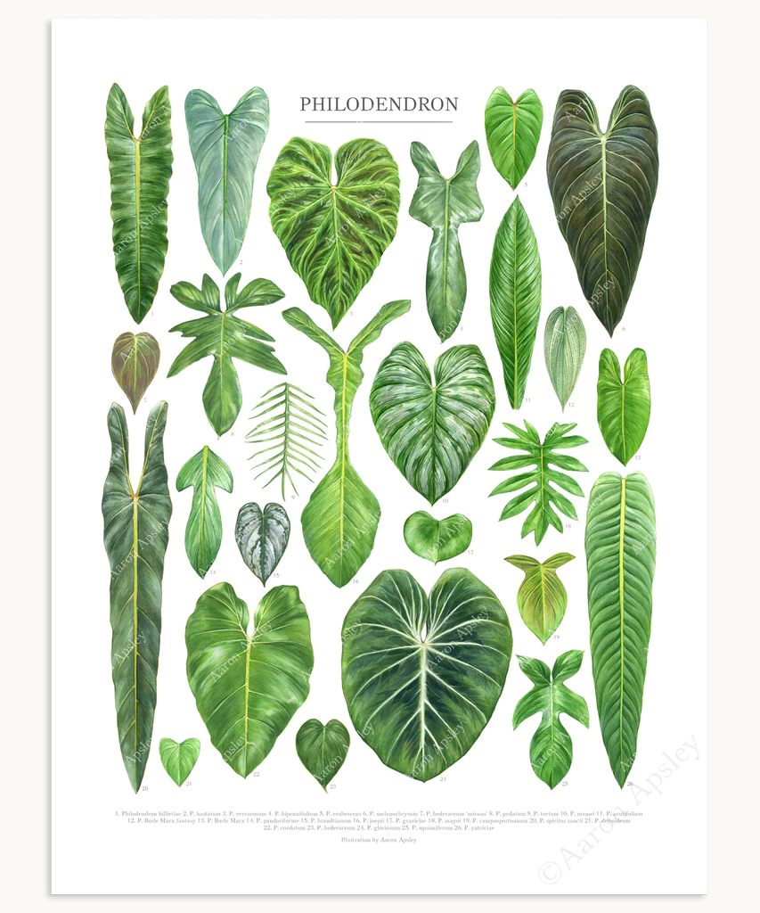 Philodendron Species