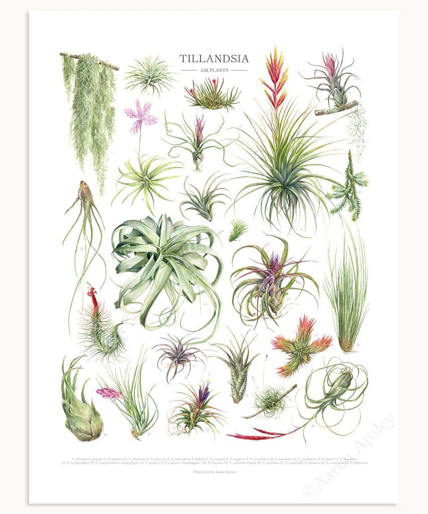 Tillandsia Species