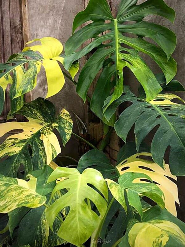 Kla.vn-Monstera Deliciosa Aurea Variegated