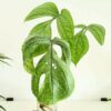 Monstera Amydrium Medium (Spiderman)
