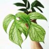 Monstera Amydrium Medium (Spiderman)