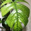 Monstera Amydrium Medium (Spiderman)