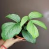 Monstera Amydrium Medium (Spiderman)