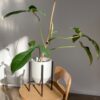 Philodendron 69686