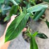 Philodendron 69686