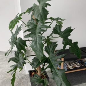Philodendron Golden Dragon (Dragon)