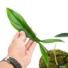 Philodendron 69686
