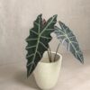 Alocasia Amazonica ( Mặt nạ Amazon)
