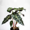 Alocasia Amazonica ( Mặt nạ Amazon)