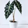 Alocasia Amazonica ( Mặt nạ Amazon)