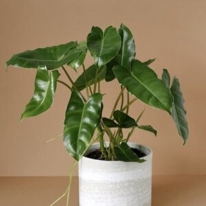 Philodendron Burle Marx (Trầu Bà Tỷ Phú)
