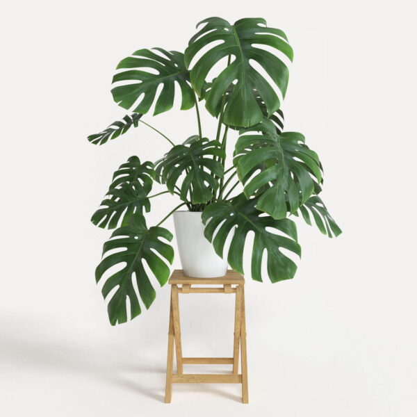 https://kla.vn/plant-category/monstera/