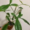 Philodendron 69686