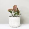 syngonium-pink-spot-KLA.VN