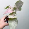 syngonium-pink-spot-KLA.VN