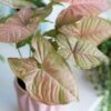 syngonium-pink-spot-KLA.VN