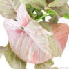 syngonium-pink-spot-KLA.VN