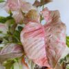 Syngonium Pink Spot