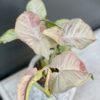 Syngonium Pink Spot