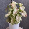 Syngonium Pink Milk Confetti