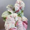 Syngonium Pink Milk Confetti