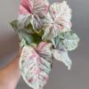 Syngonium Pink Milk Confetti