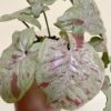 Syngonium Pink Milk Confetti