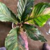 Anthurium hookeri Variegated