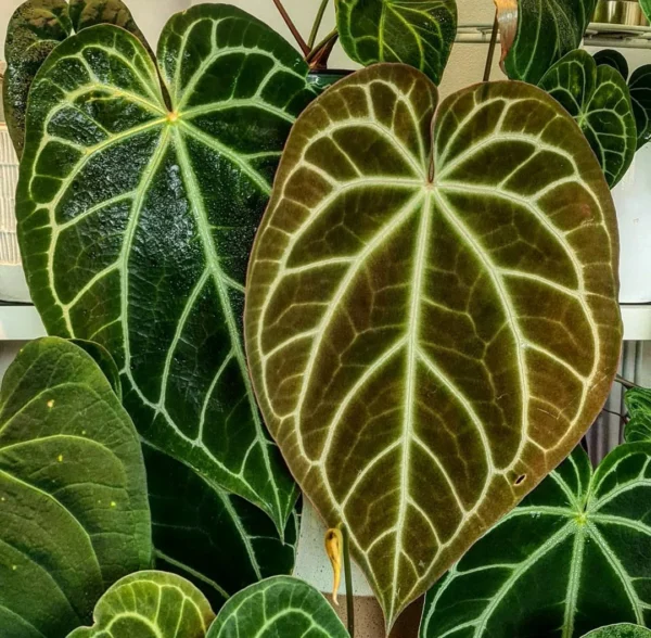 Anthurium Crystallinum