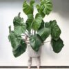 Anthurium Faustomirandae