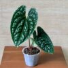 Anthurium-Luxurians